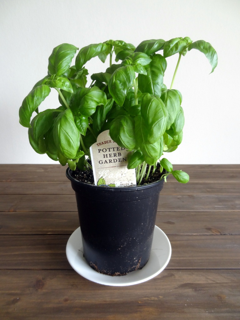 basil plant