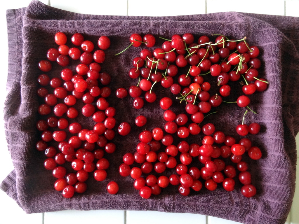 Montmorency cherries