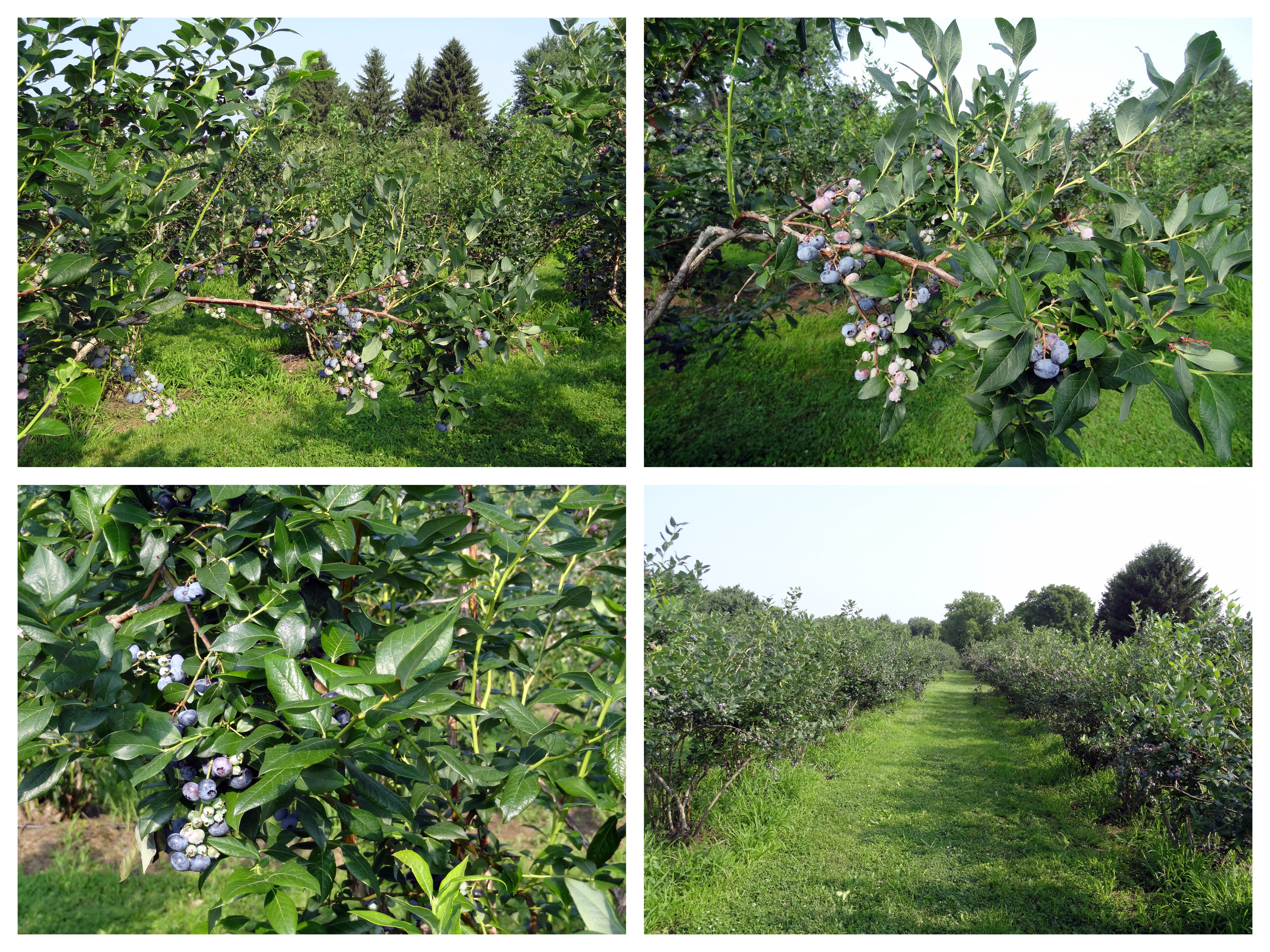 blueberry fields