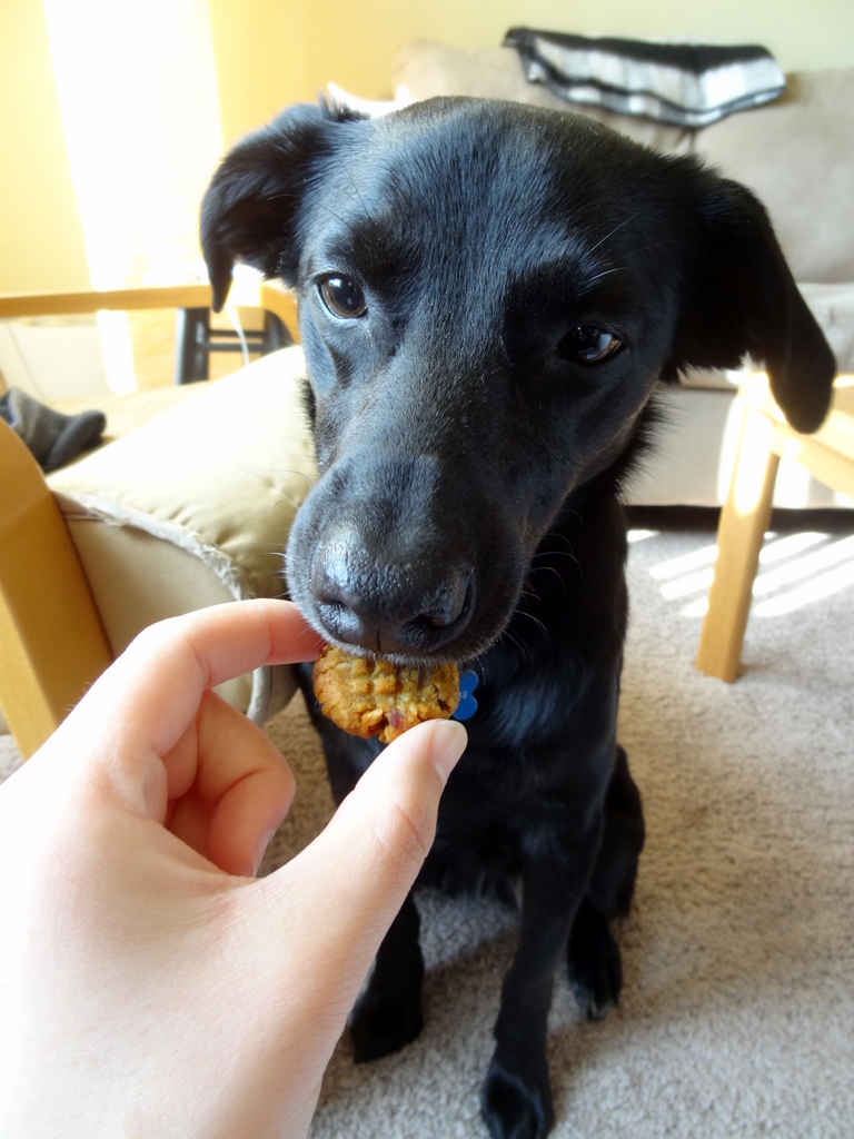 peanut butter pumpkin cookies for dogs