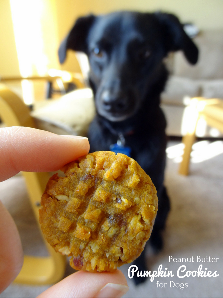 peanut butter pumpkin cookies for dogs